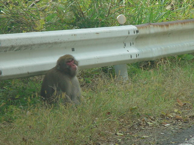 �����Q�P�U�����i��_�����j�̉�