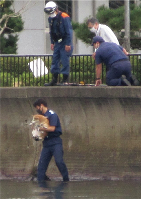 犬の救助状況2