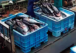 �S�����I�N���}�O�����l�󋵂̕s�񍐈ᔽ�œE��-1