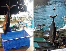 �S�����I�N���}�O�����l�󋵂̕s�񍐈ᔽ�œE��-3