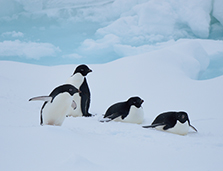 リュツォ・ホルム湾にて
