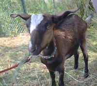 ヤギのちゃ子の写真